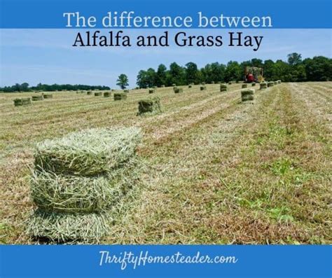 1 დეკ. . Teff hay vs alfalfa
